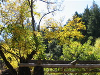 Arbor